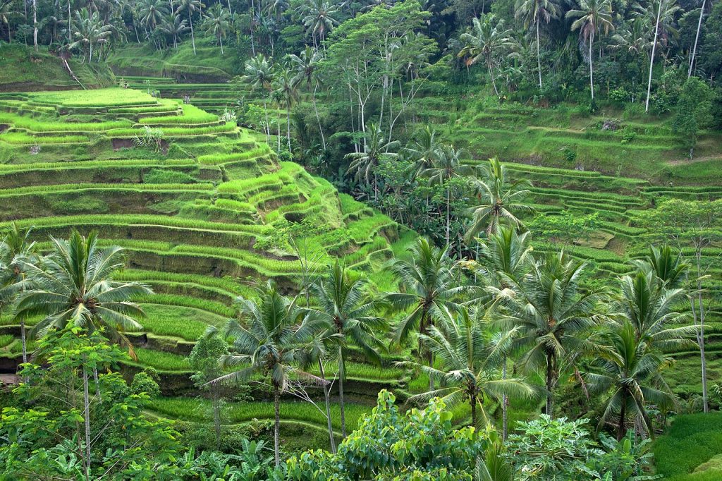 Tegallalang Rice Terraces
