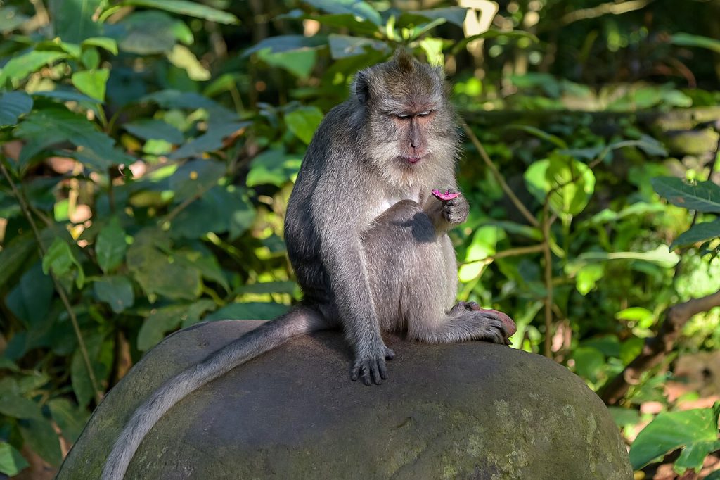 Sacred Monkey Forest Sanctuary